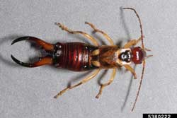 adult earwig