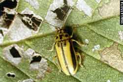 elm leaf beetle adult