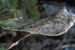 fall webworm web with many caterpillars