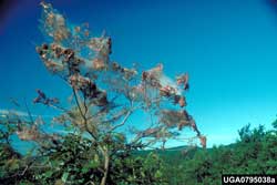 tree with many fall webworm webs
