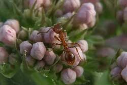 close-up of European fire ant