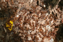 European fire ant Infestation