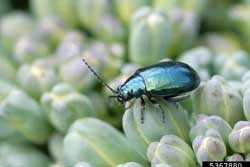 flea beetle on broccoli