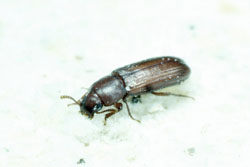 confused flour beetle