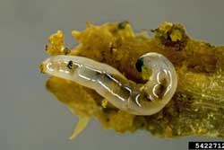 fungus gnat maggot