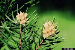 blade spruce gall adelgid