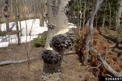 corky bark disease on quaking aspen