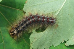 Lymantria dispar female larva