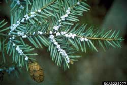 needles with hemlock woolly adelgid