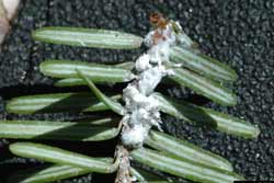 close-up of hemlock woolly adelgid