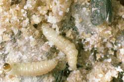 Indian meal moth larvae