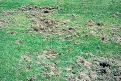 damage to lawn by Japanese beetle grubs