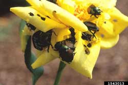 Japanese beetles on rose