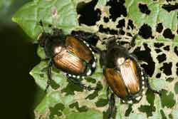 Japanese beetles and leaf damage