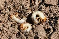 June beetle larvae