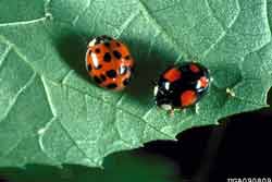multicolored Asian lady beetles
