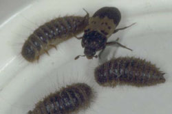 larder beetle adult and larvae