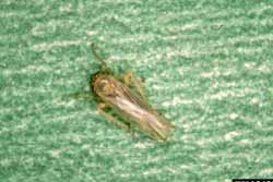 aster leafhopper adult