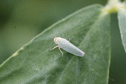 potato leafhopper adult