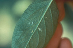 white apple leafhopper adult