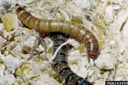 mealworm larvae