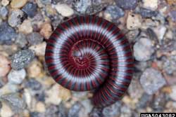 curled millipede