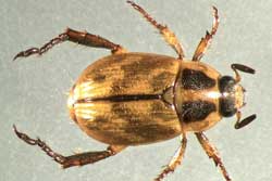 adult Oriental beetle