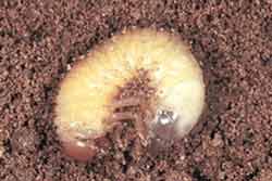 Oriental beetle grub