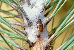 pine spittlebug up close