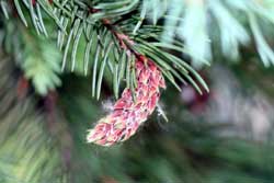 current season gall on spruce
