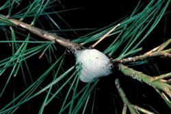 spittlebug on pine