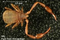 pseudoscorpian