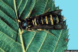 raspberry crown borer adult