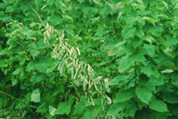 damage from raspberry crown borer