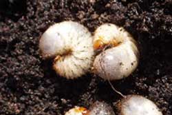 rose chafer larvae