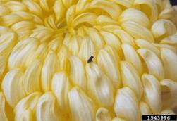 shore fly on flower