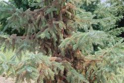 spruce spider mite damage