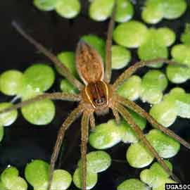 fisher spider