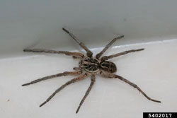 Wolf Spider