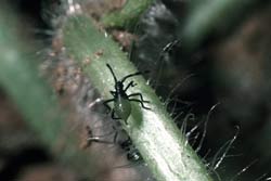 squash bug nymph