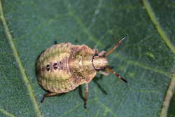 brown stink bug nymph