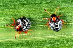 second instar nymphs green stink bug