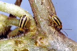 striped cucumber beetle adults