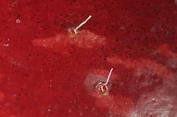 spotted wing drosophila larvae breathing tubes