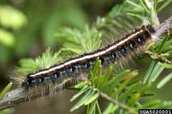 eastern tent caterpillar up close