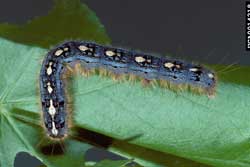 forest tent caterpillar up close