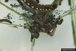 forest tent caterpillar web