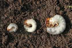 larvae of Japanese beetle, European chafer and June beetle