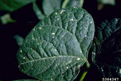 thrips damage on bean