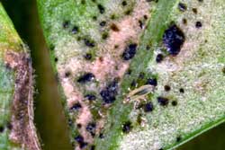 adult thrips and damage